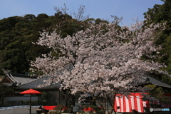 桜のお茶会