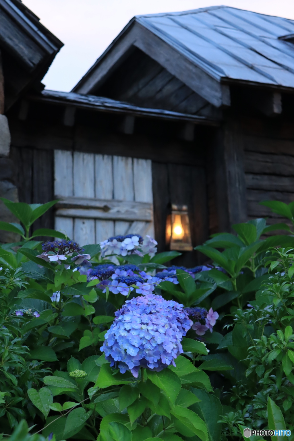 日暮れの紫陽花