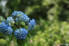 紫陽花の色