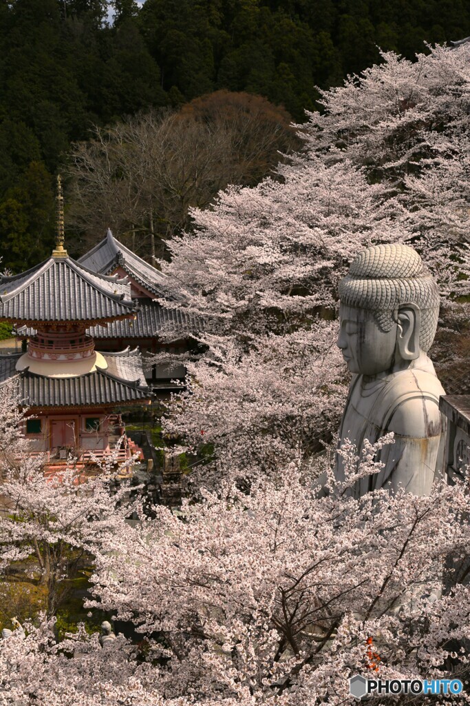 明日香村の桜