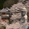 明日香村の桜