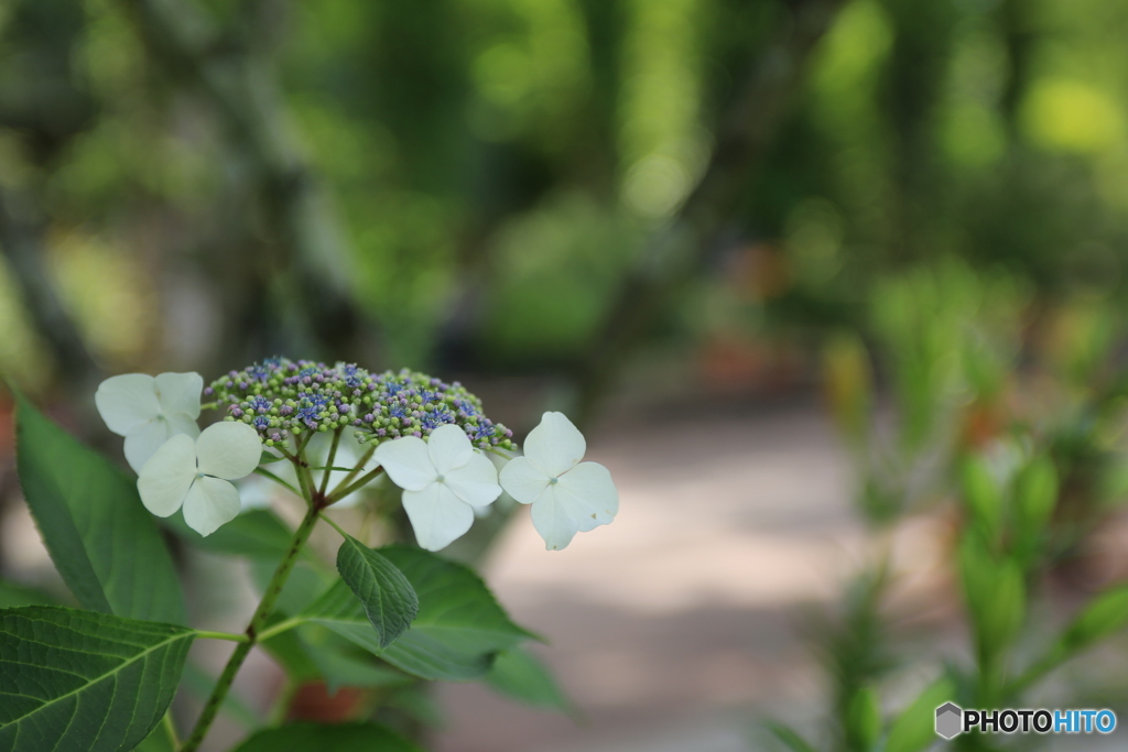 いかかですか紫陽花