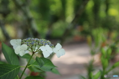 いかかですか紫陽花
