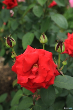 赤の薔薇