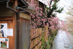 雨の京都のさくら
