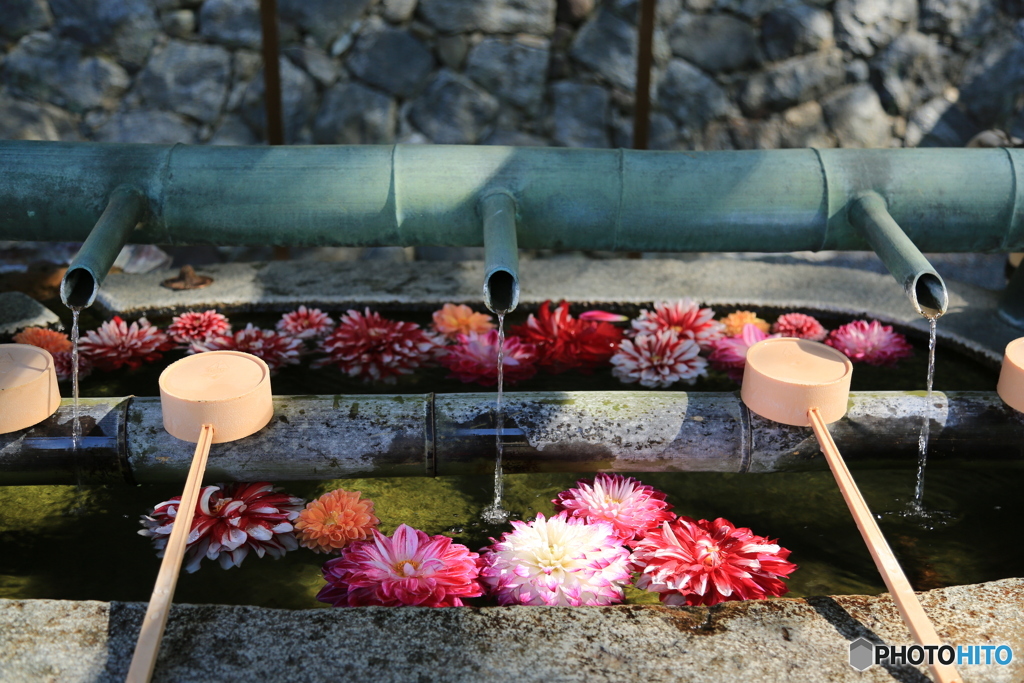 水の中の花