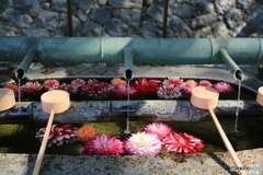 水の中の花