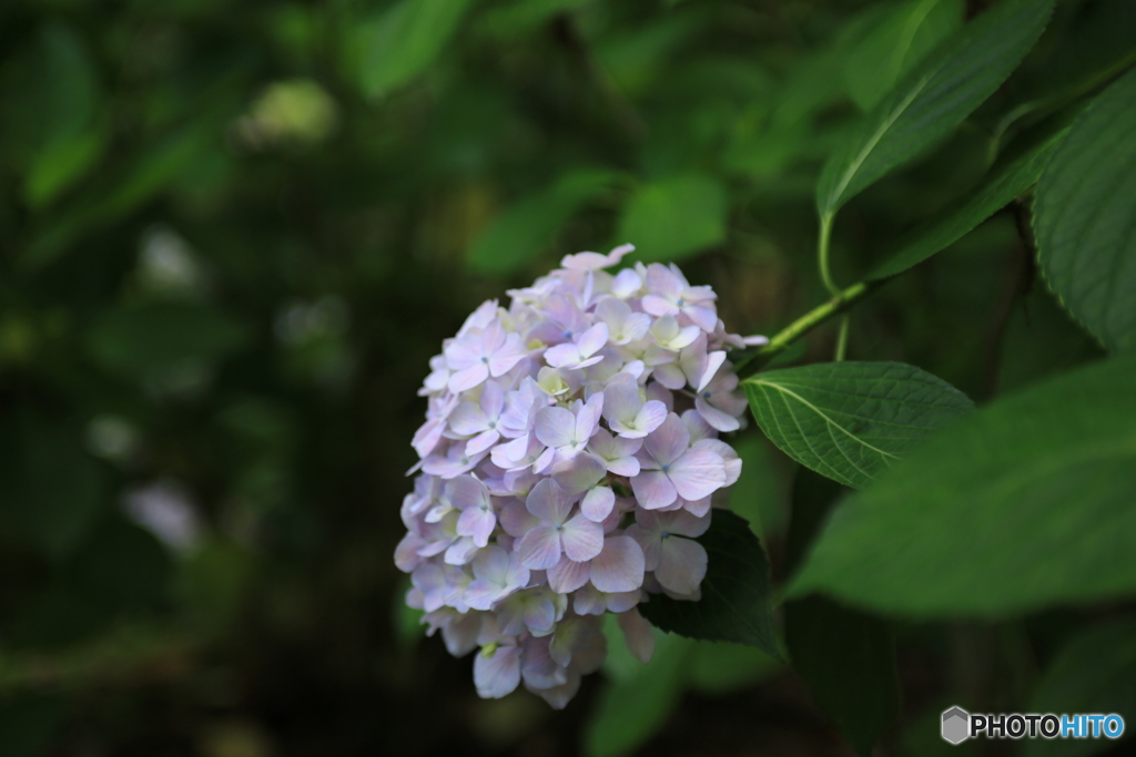 紫陽花