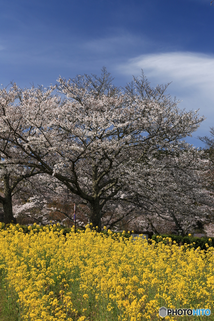 明日香村　菜の花と桜