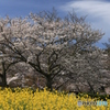 明日香村　菜の花と桜