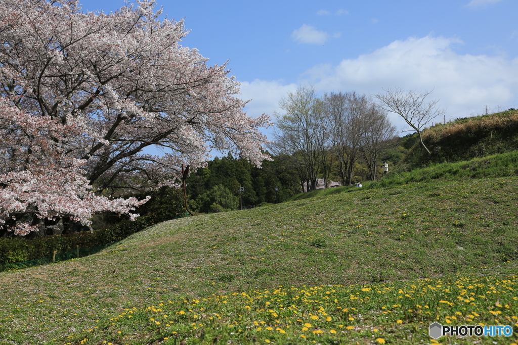 さくらとタンポポ