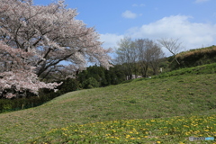 さくらとタンポポ さくらとタンポポ