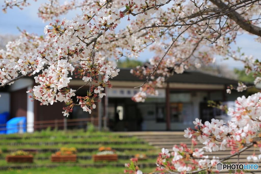 駅前のさくら