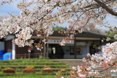 駅前のさくら