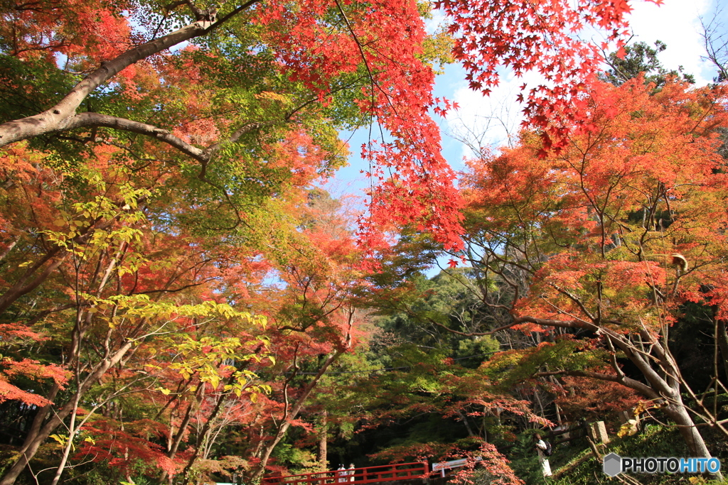 紅葉2