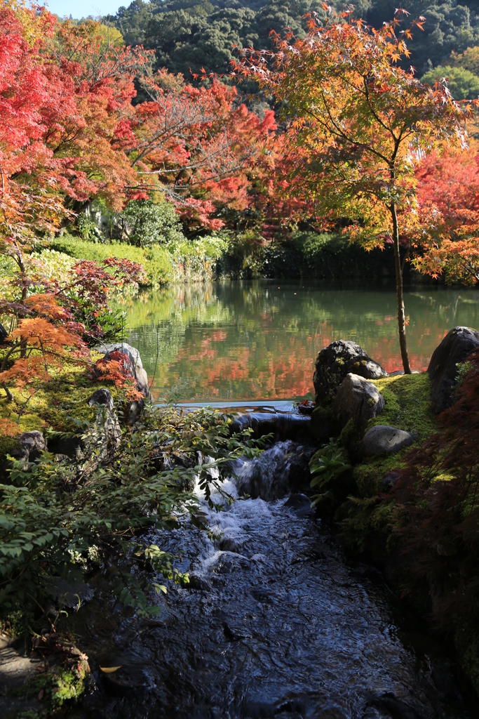 流れの紅葉