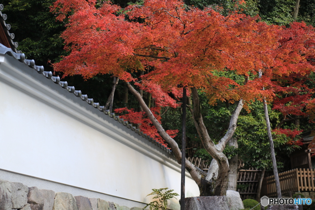 壁の紅葉