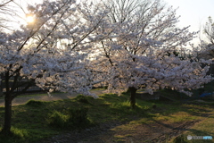 夕日と影と桜