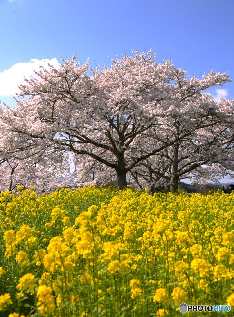 菜の花と桜