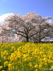 菜の花と桜