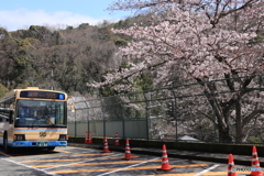 バスと桜