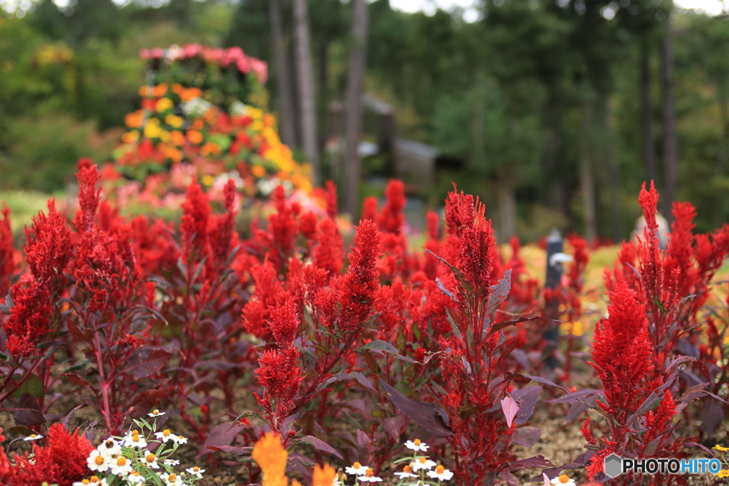 花