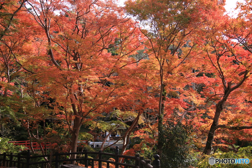 紅葉3