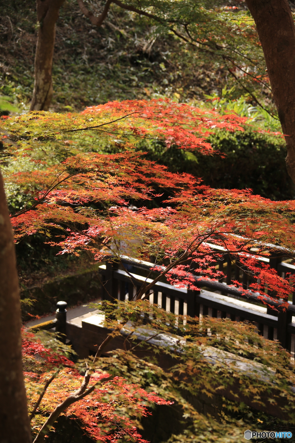 紅葉3