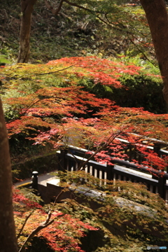 紅葉3