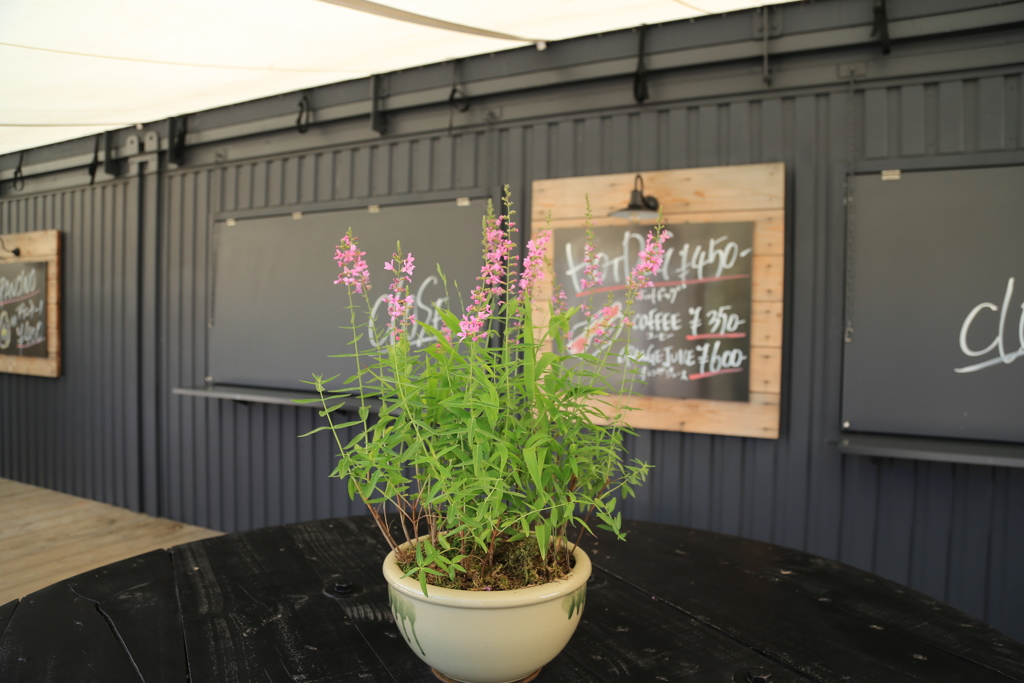 お店を飾る花