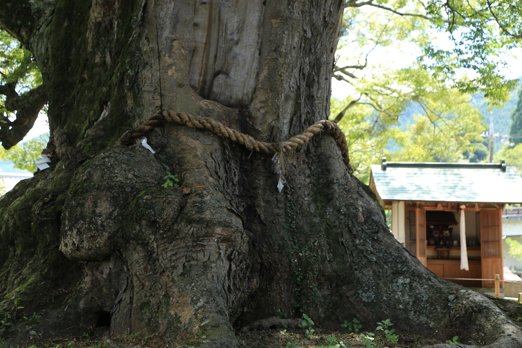 野間の大けやき・ご神木