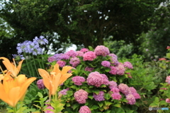 紫陽花とユリ