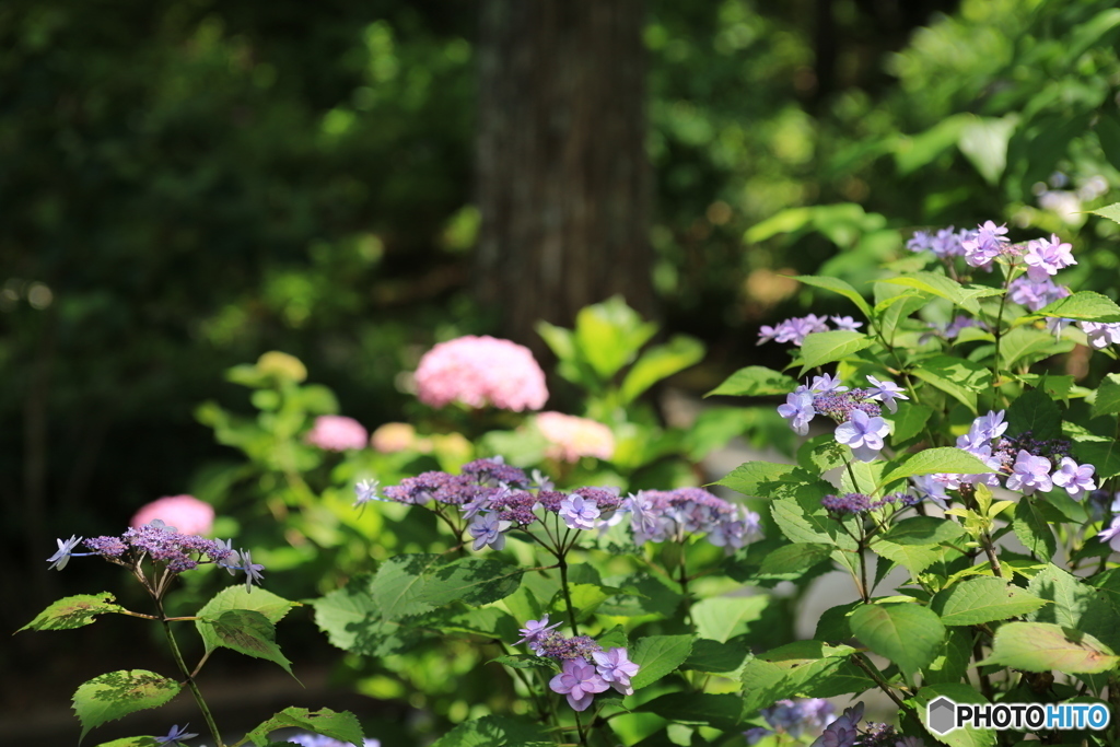 紫陽花