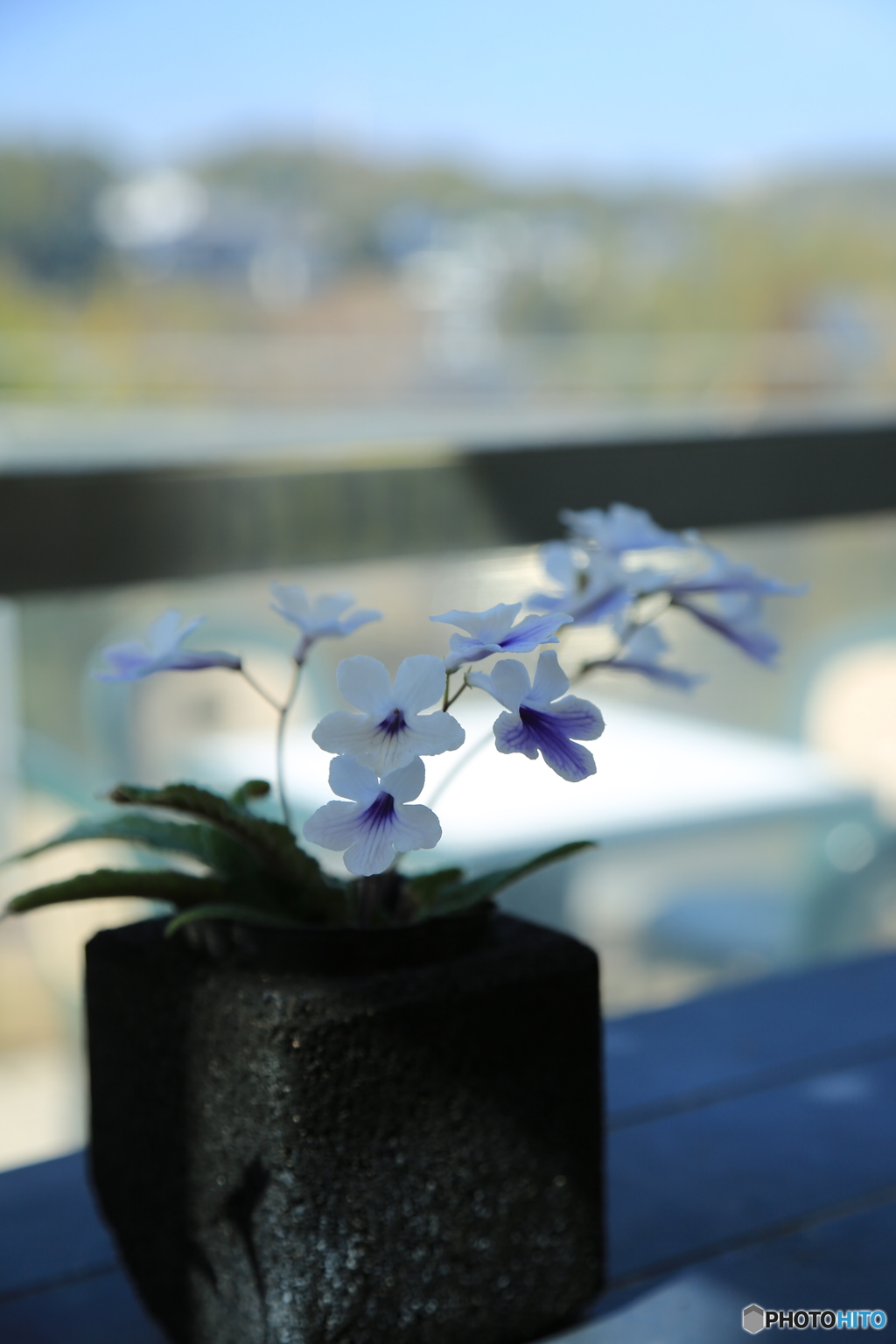 華麗なる花
