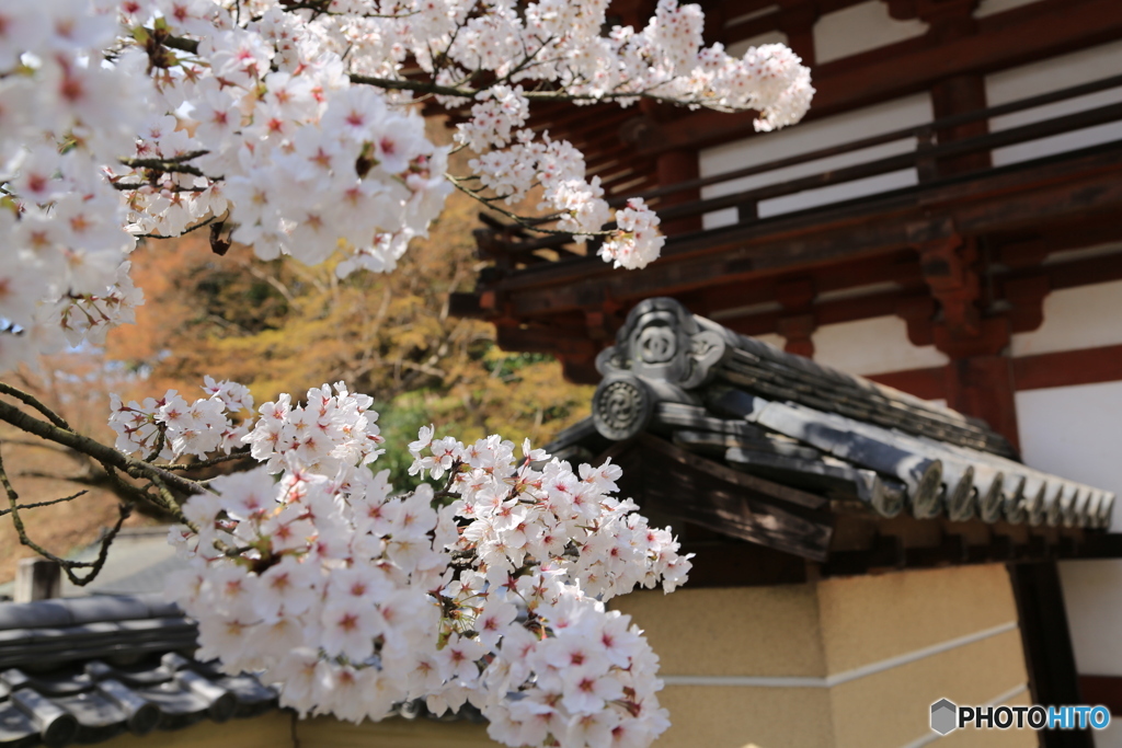 明日香村の桜