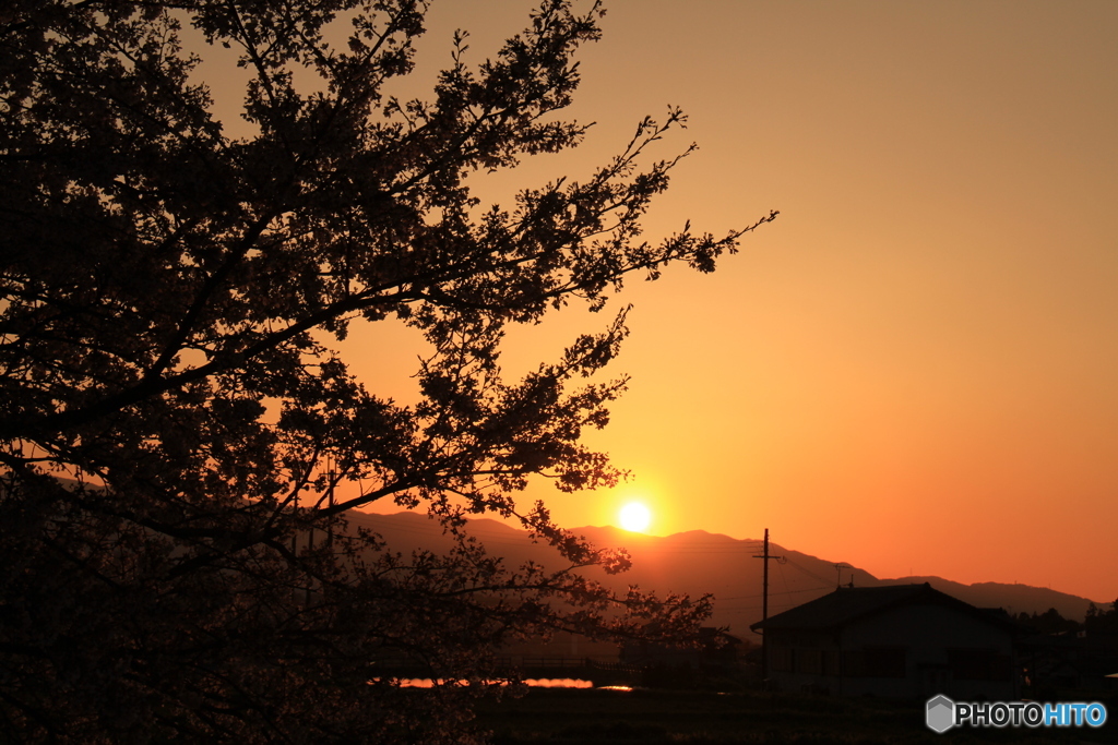 夕暮れのさくら