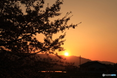 夕暮れのさくら