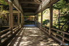 常照皇寺 紅葉5