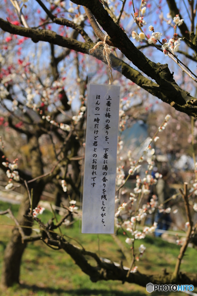 梅と俳句