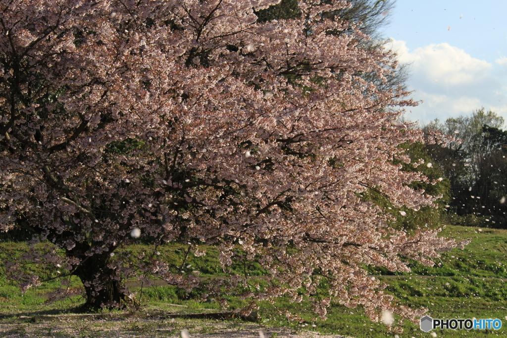 花吹雪