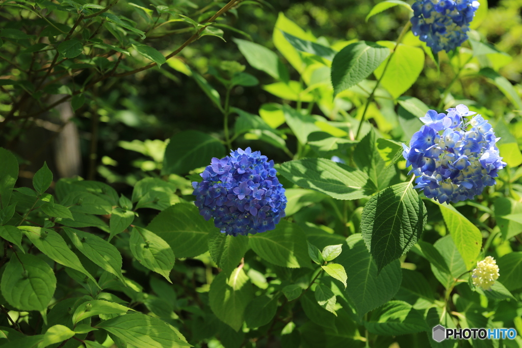 まだ早い紫陽花