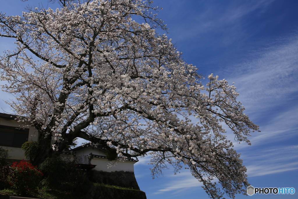 明日香村　橘寺　桜