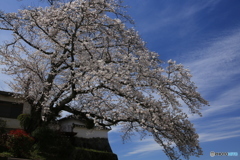 明日香村　橘寺　桜
