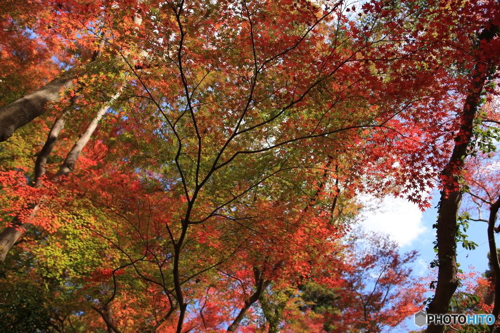 紅葉2