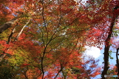 紅葉2