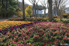 花のだんだん
