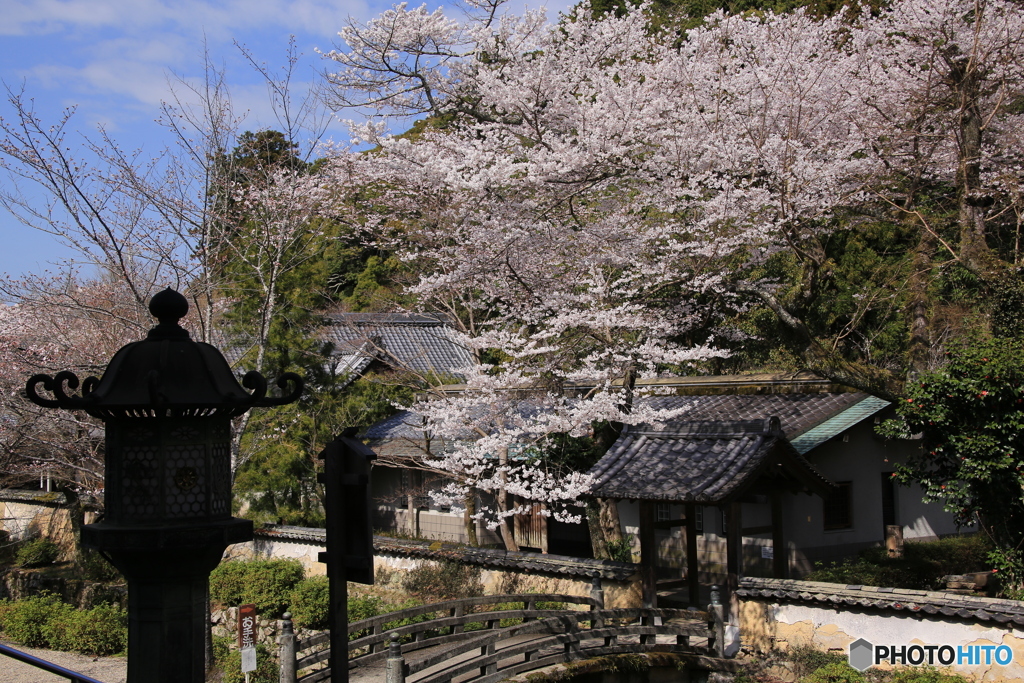 金剛寺・桜