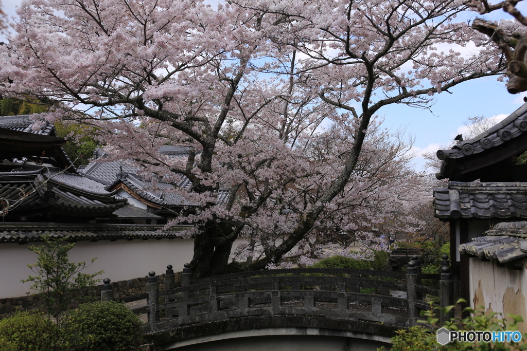 寺の桜