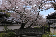 寺の桜