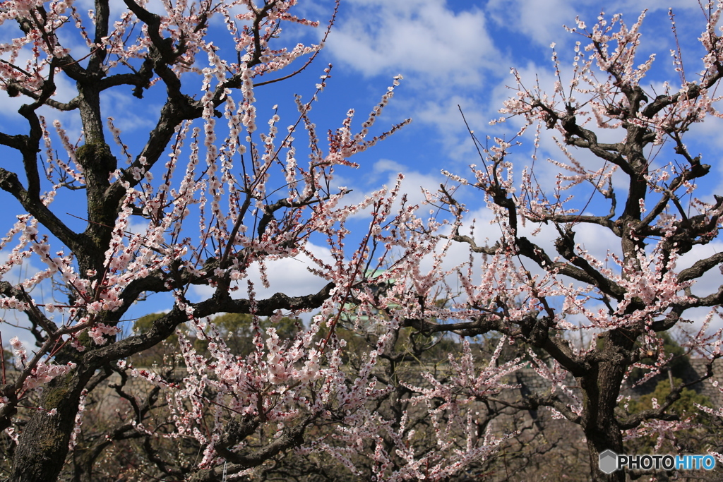 大阪城　公園　梅林